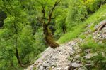 2014-07-05_Laengental-N-Hochweg (423). JPG